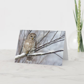 Barred Owl with a light snowfall Card