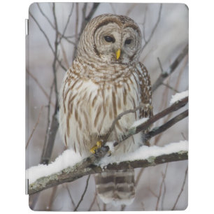 Barred Owl with a light snowfall iPad Smart Cover