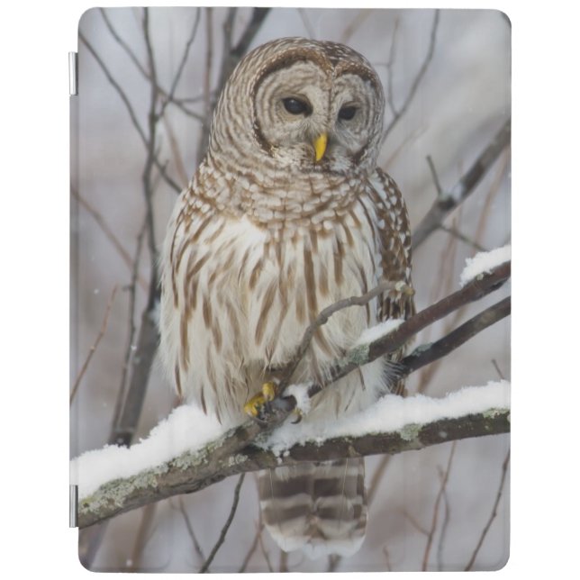 Barred Owl with a light snowfall iPad Smart Cover (Front)