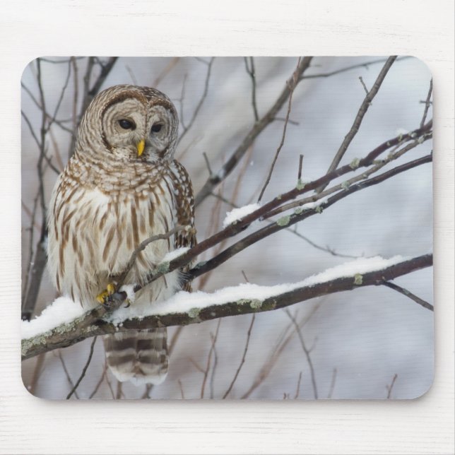 Barred Owl with a light snowfall Mouse Pad (Front)