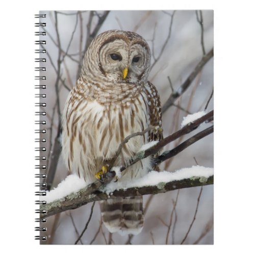 Barred Owl with a light snowfall Notebook
