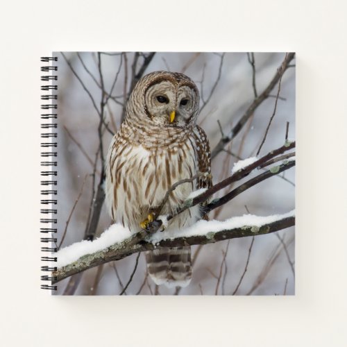 Barred Owl with a light snowfall Notebook