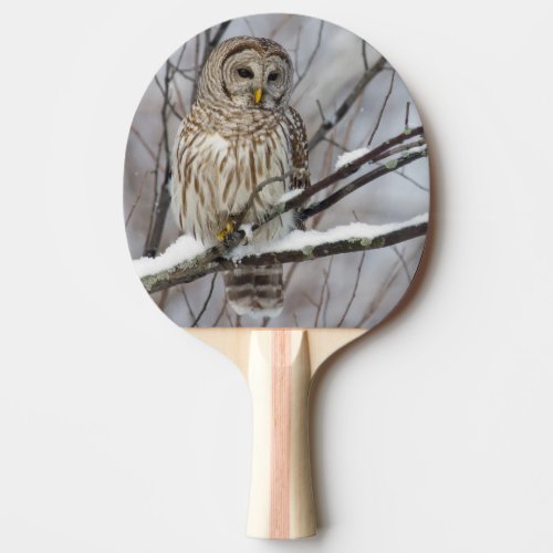 Barred Owl with a light snowfall Ping_Pong Paddle