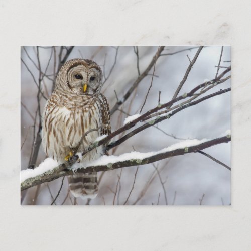 Barred Owl with a light snowfall Postcard