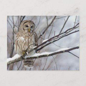 Barred Owl With A Light Snowfall Postcard by happyholidays at Zazzle