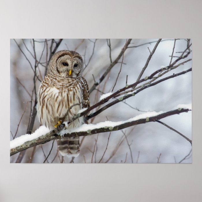 Barred Owl with a light snowfall Posters