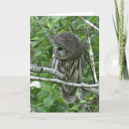 Barred Owl with Neck Feathers Fluffed Card