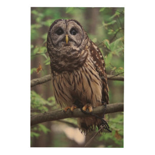 Barred Owl Wood Wall Art