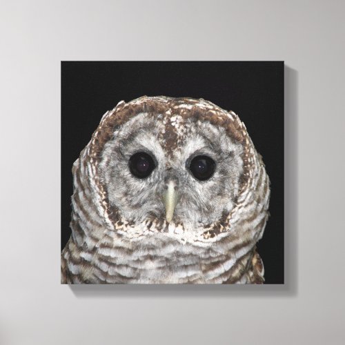 Barred Owl Wrapped Canvas Print