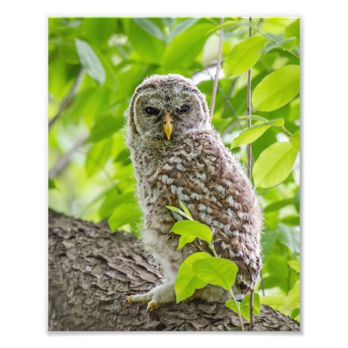 Barred Owlet in Leafy Canopy Photo Print