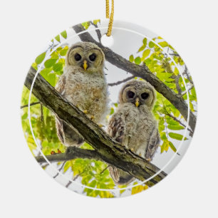 Barred Owlets  Springtime Ceramic Ornament