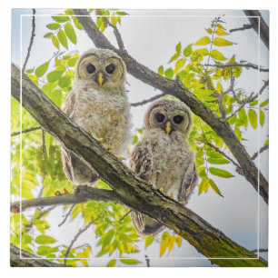 Barred Owlets  Springtime Ceramic Tile