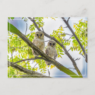 Barred Owlets Springtime Postcard