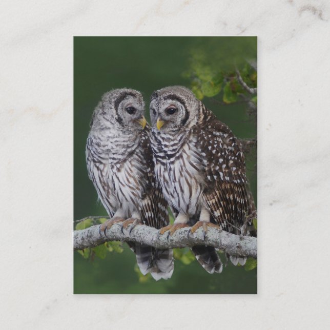 Barred Owls Birder's Wildlife Business Card (Front)