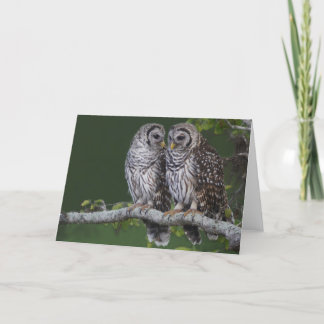 Barred Owls Card