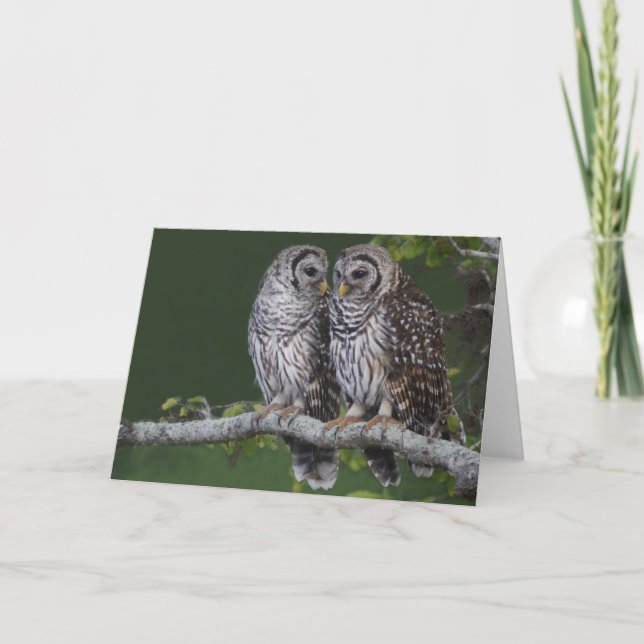 Barred Owls Card (Front)
