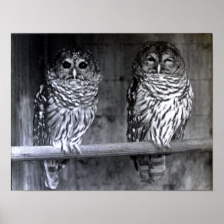 Barred Owls Poster
