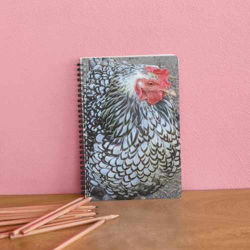Barred Plymouth Rock Chicken Notebook
