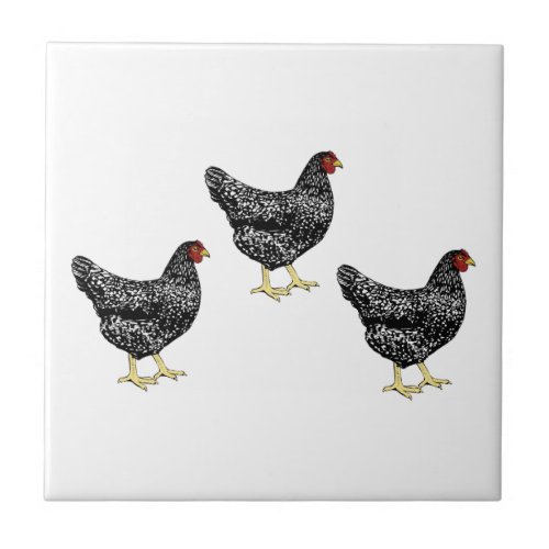 Barred Plymouth Rock Heritage Breed Laying Hens Tile