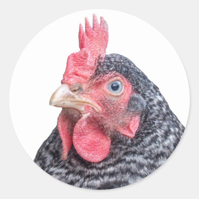Barred Plymouth Rock Laying Hen Photo Classic Round Sticker (Front)
