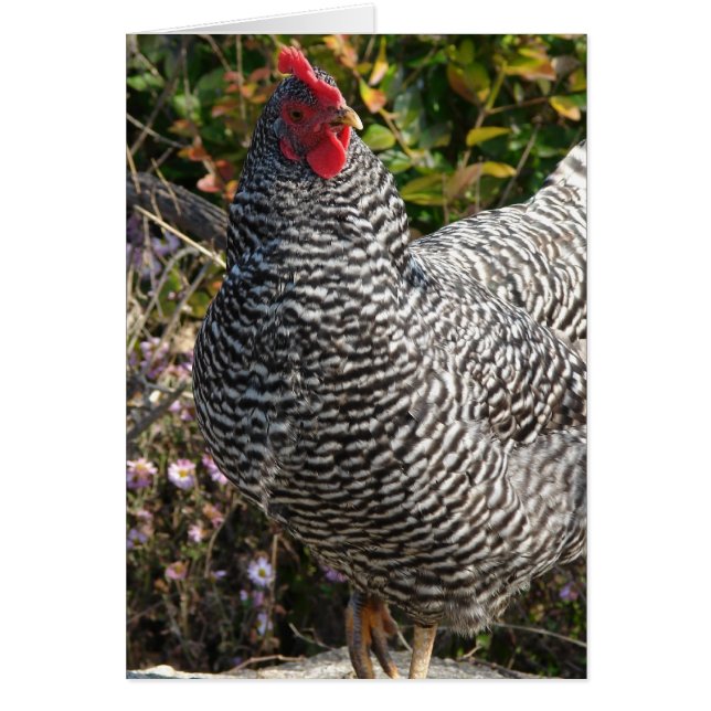 Barred Rock Cards (Front)
