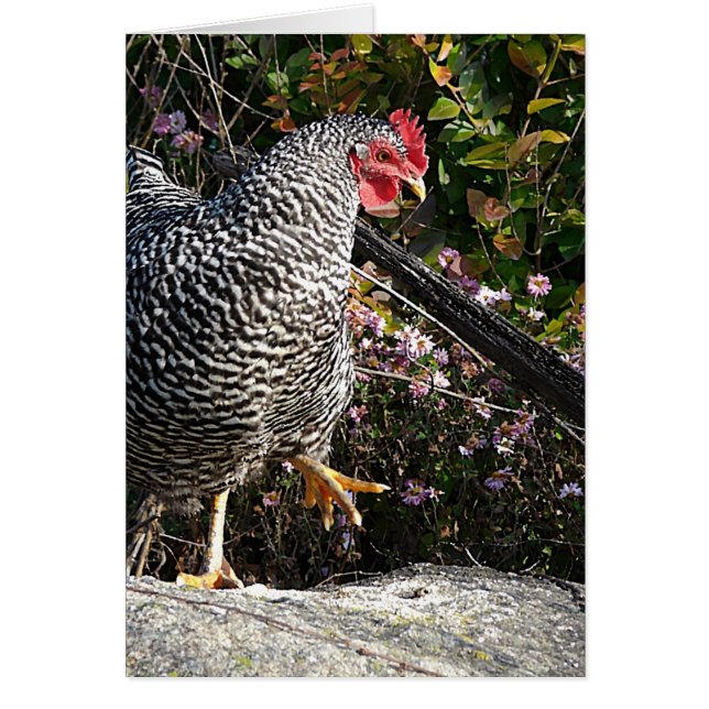 Barred Rock Cards (Front)