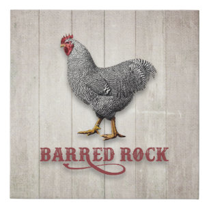 Barred Rock Chicken Faux Canvas Print