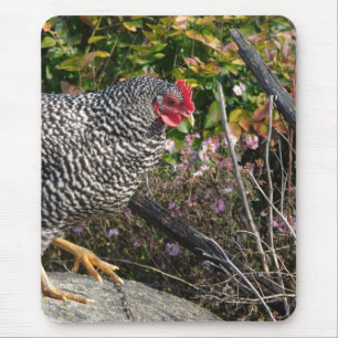 Barred Rock Hen Mouse Pad