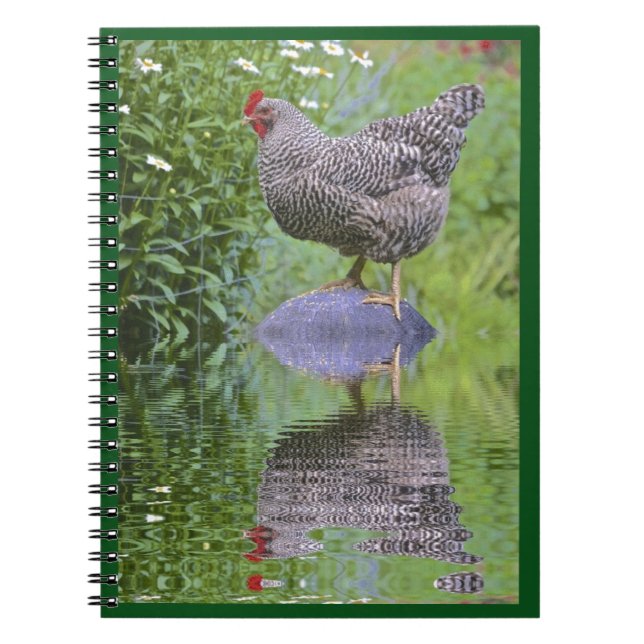 Barred Rock Hen Notebook (Front)