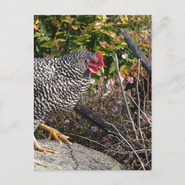 Barred Rock Hen Postcard (Front)