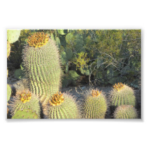 Barrel Cacti Photo Print