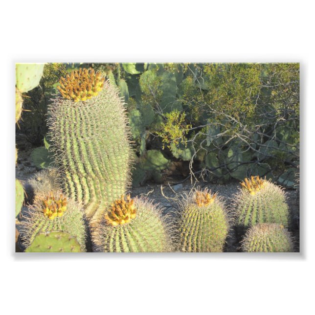 Barrel Cacti Photo Print (Front)