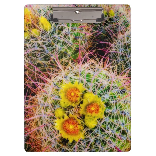 Barrel cactus close up, California Clipboard (Front)