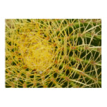 Barrel Cactus Closeup Abstract Nature Photography Poster
