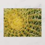 Barrel Cactus Closeup Nature Photography Postcard
