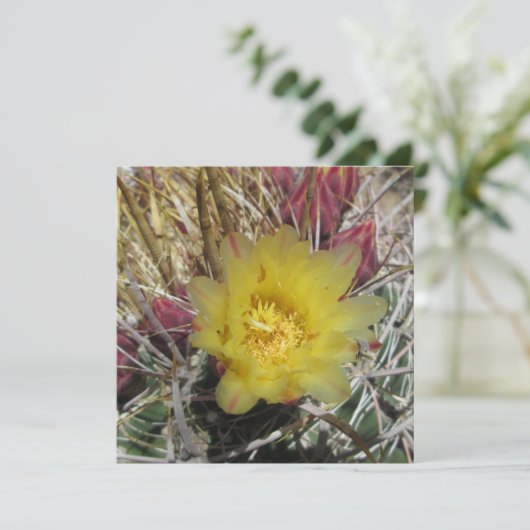 Barrel Cactus Fishhook Yellow (Standing Front)