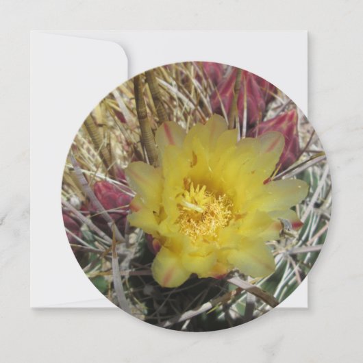 Barrel Cactus Fishhook Yellow (Front)