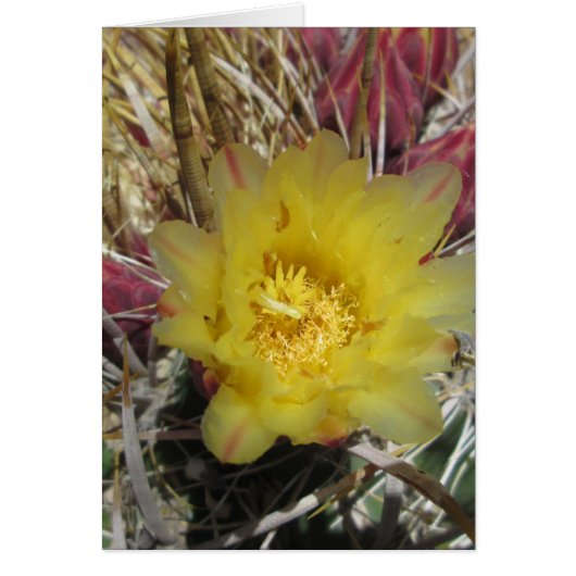 Barrel Cactus Fishhook Yellow Cards (Front)