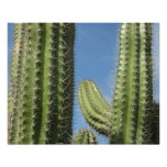 Barrel Cactus I Desert Photo
