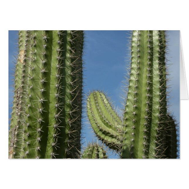 Barrel Cactus I Desert Photo Card (Front Horizontal)