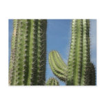 Barrel Cactus I Desert Photo Postcard