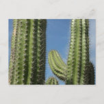 Barrel Cactus I Desert Photo Postcard