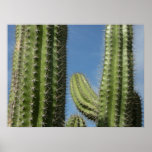 Barrel Cactus I Desert Photo Poster