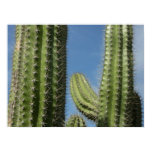 Barrel Cactus I Desert Photo Poster