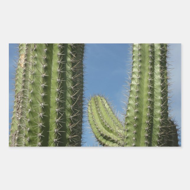 Barrel Cactus I Desert Photo Rectangular Sticker (Front)