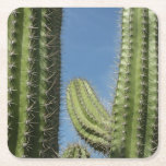 Barrel Cactus I Desert Photo Square Paper Coaster