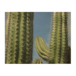 Barrel Cactus I Desert Photo Wood Wall Art