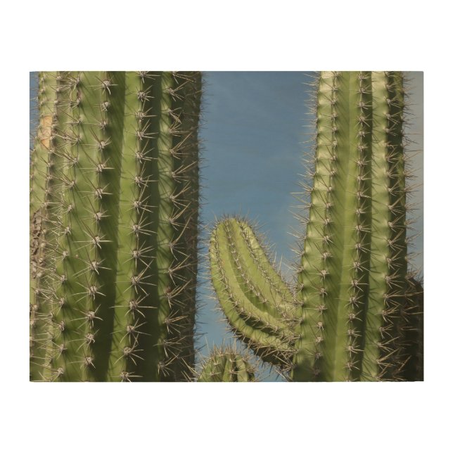 Barrel Cactus I Desert Photo Wood Wall Art (Front)