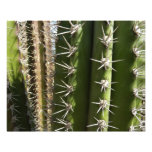 Barrel Cactus II Desert Nature Photo