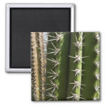 Barrel Cactus II Desert Nature Photo Magnet